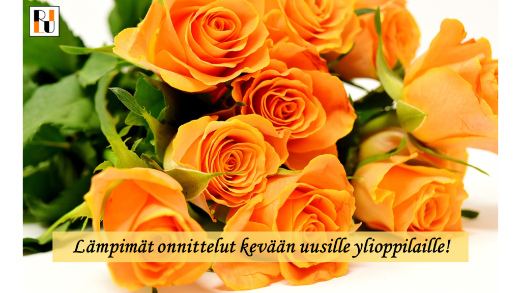Kuvassa oransseja ruusuja.